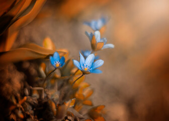 Kwiat przylaszczki (Hepatica nobilis). Kwitnące kwiaty. Motyw kwiatowy. Rozmyte pomarańczowe tło.