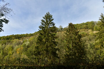 Plusieurs sapins dans la vallée luxuriante de l'Amblève entre Aywaille et Remouchamp au sud de Liège 