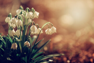 Sezon wiosenny. Wiosenne przebiśniegi. Białe kwiaty leśnych śnieżyczek w promieniach wschodzącego słońca - obrazy, fototapety, plakaty