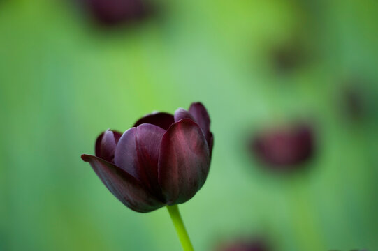 Close-up of Queen of Night Tulip