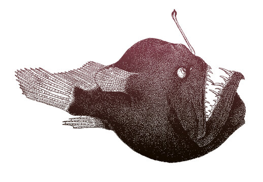 Humpback anglerfish melanocetus johnsonii, deepsea fish in side view