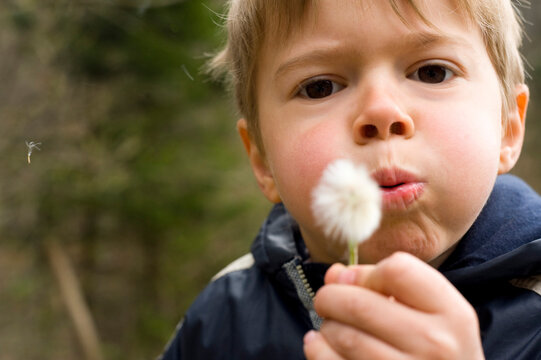Boy Blowing on Dandelion, Salzburg, Salzburger Land, Austria