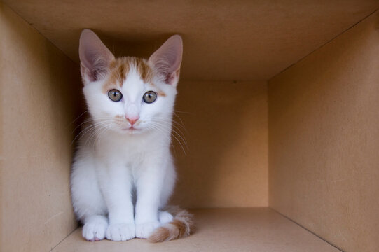Kitten in Cardboard Box