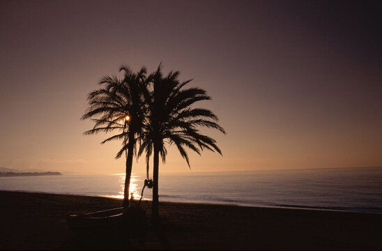Palm Tree on Beach, Costa del Sol, Spain