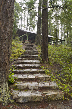 Stairs in Forest