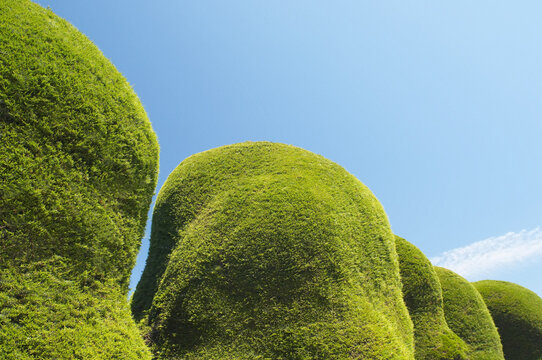 Sculpted Hedges and Blue Sky