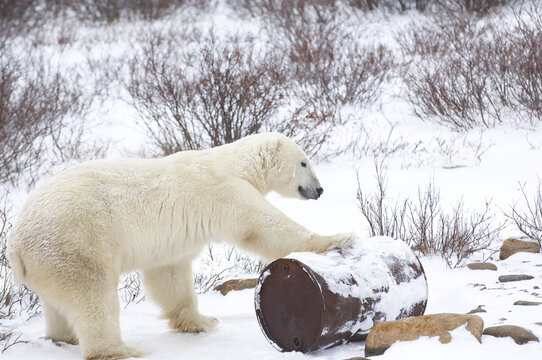 Polar Bear Playing with Oil Drum