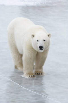Polar Bear on Ice