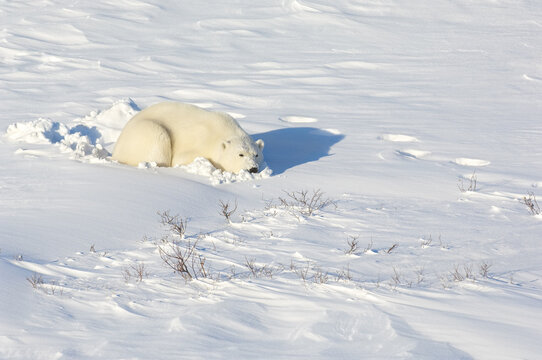 Polar Bear in Snow