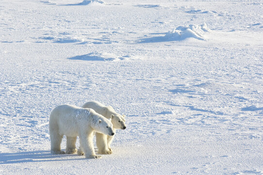 Polar Bears Walking Together