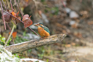 Wonderful kingfisher in search of food