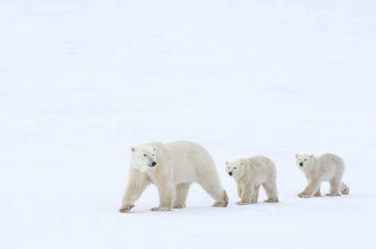 Polar Bear with Cubs