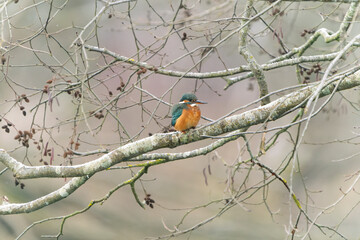 Wonderful kingfisher in search of food