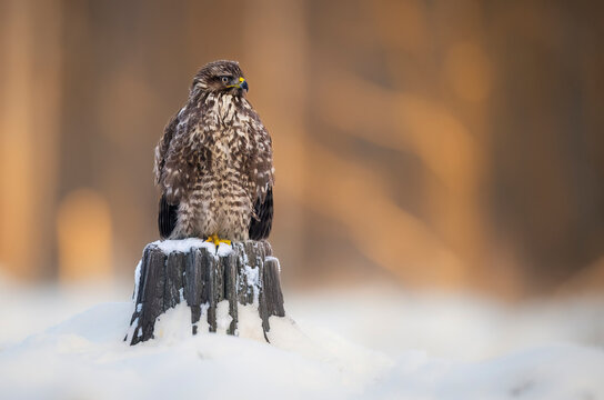 Common buzzard bird ( Buteo buteo )