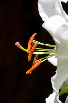 Close-Up of Stargazer Lily