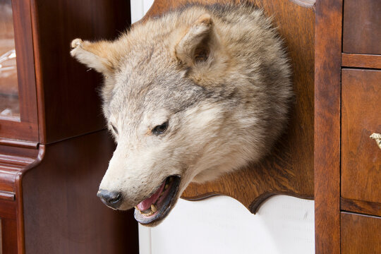 Wolf's Head Mounted on Wall