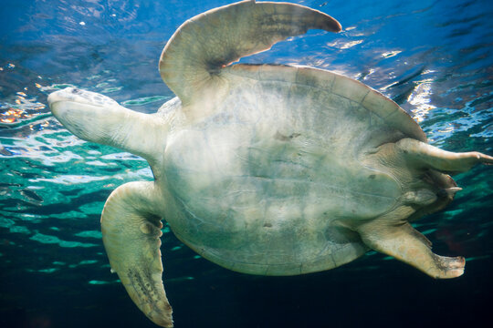 Sea Turtle, Vancouver Aquarium, Vancouver, British Columbia, Canada