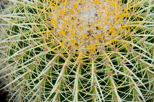 Barrel Cactus