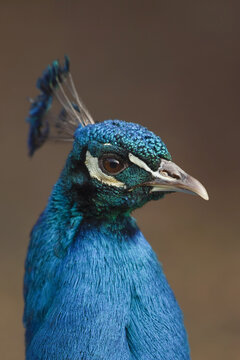 Portrait of Peacock