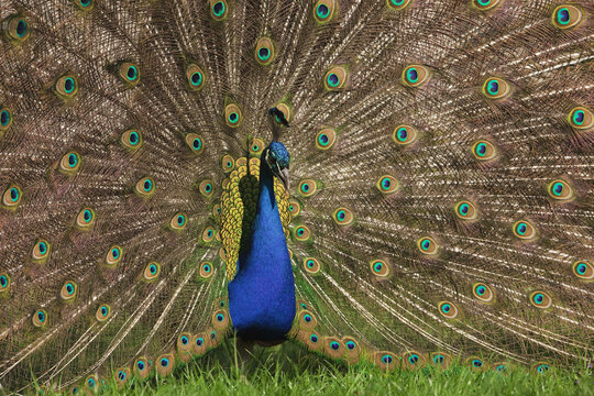 Portrait of Male Indian Peacock
