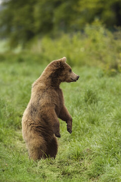 Brown Bear Standing On Hind Legs