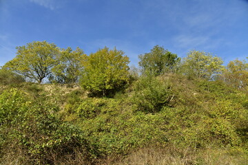 Fototapeta premium Végétation sur un terril de carrière à la réserve naturelle de la Heid des Gattes à Aywaille en province de Liège 