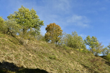 Obraz premium Végétation sur un terril de carrière à la réserve naturelle de la Heid des Gattes à Aywaille en province de Liège 