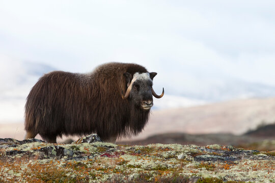 Muskox, Dovrefjell-Sunndalsfjella National Park, Norway