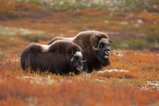 Muskoxen, Dovrefjell-Sunndalsfjella National Park, Norway