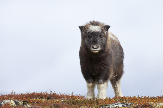 Muskox Calf, Dovrefjell-Sunndalsfjella National Park, Norway