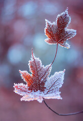 Morning photo of frozen leaves covered with frost, hoarfrost grass, bokeh, blurred, November, December