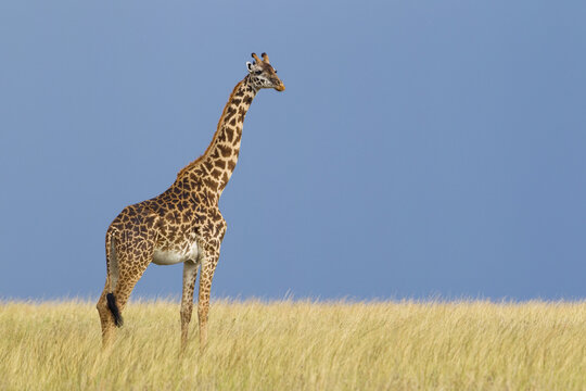 Portrait of Masai Giraffe, Masai Mara National Reserve, Kenya