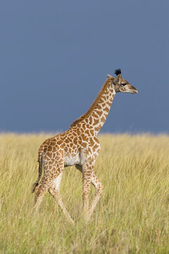 Masai Giraffe Calf, Masai Mara National Reserve, Kenya
