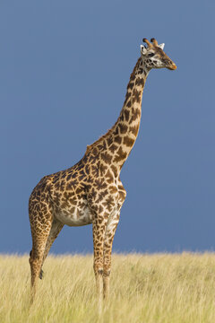 Portrait of Masai Giraffe, Masai Mara National Reserve, Kenya