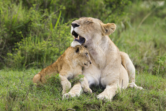 Lion with Cub, Masai Mara National Reserve, Kenya