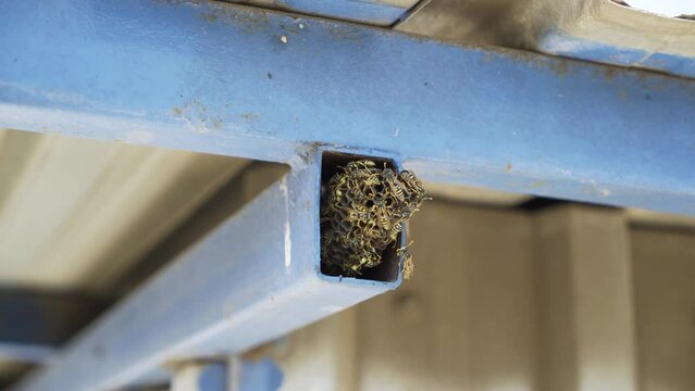 Wasps Nest in Iron 4K