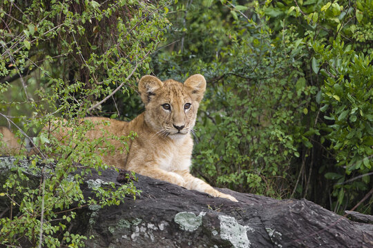 Lion Cub, Masai Mara National Reserve, Kenya