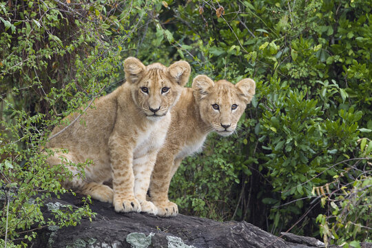Lion Cubs, Masai Mara National Reserve, Kenya