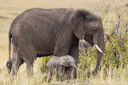 African Bush Elephant with Calf, Masai Mara National Reserve, Kenya