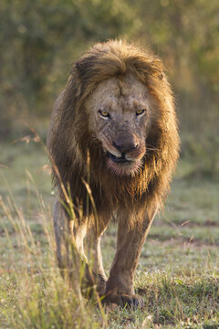 Male Lion, Masai Mara National Reserve, Kenya