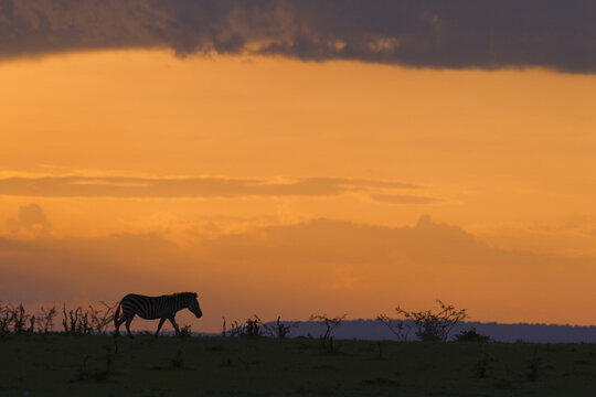 Silhouette of Burchell's Zebra at Sunset, Masai Mara National Reserve, Kenya
