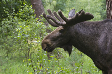 Bull Moose in Game Reserve, Hesse, Germany