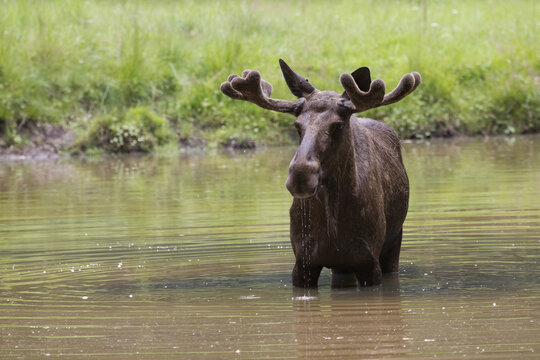 Bull Moose Standing in Lake in Game Reserve, Hesse, Germany