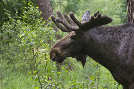Bull Moose in Game Reserve, Hesse, Germany