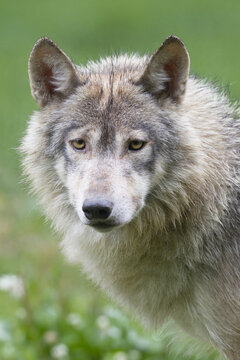 Portrait of Timber Wolf, Bavaria, Germany