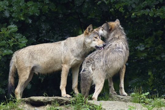 Timber Wolves in Game Reserve, Bavaria, Germany