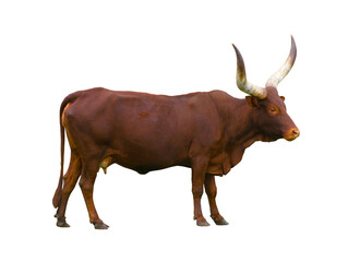 Ankole Watusi Longhorn isolated on white background
