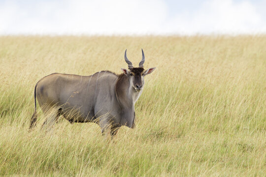 Common Eland (Taurotragus oryx) in Savannah, Maasai Mara National Reserve, Kenya