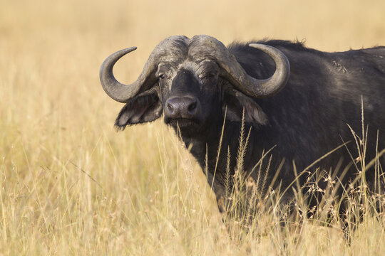 African buffalo (Syncerus caffer) in savanna, Maasai Mara National Reserve, Kenya, Africa.