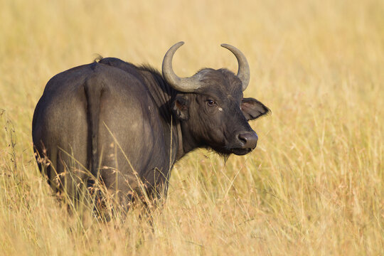 African buffalo (Syncerus caffer) in savanna, Maasai Mara National Reserve, Kenya, Africa.